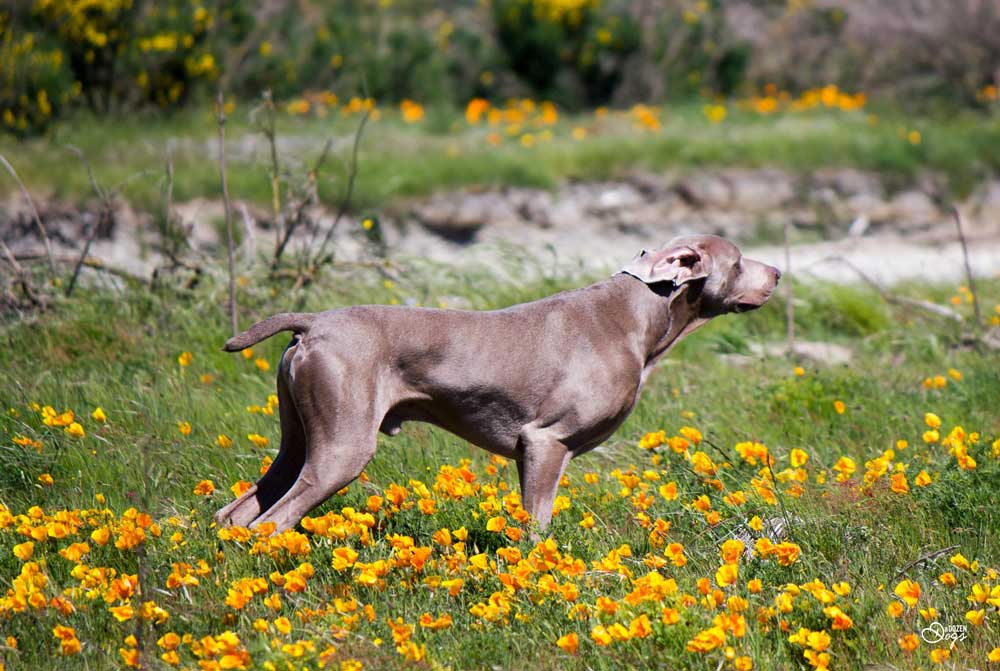 Versatile Hunting Dogs